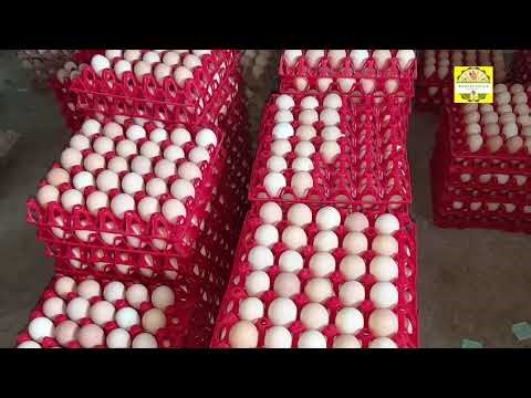 Shivtej/deshi birds/deshi chicks/smartproject/Dharashiv/pashusavardhan