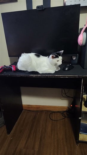 the cat lying owns my computer desk subscribe