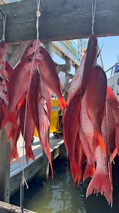 Deep Sea fishing in Destin, Florida! #fishing #florida #destinflorida #fishingtrip #snapperfishing DestinFloridaDeepSeaFishing.com | American Spirit Party Boat