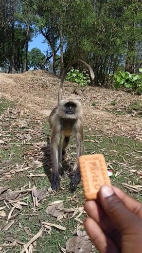 Hungry Gray Langur Monkey Coming for Biscuit 🐒🍪