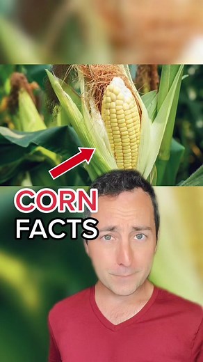 Interesting Facts About Corn You Need to Know