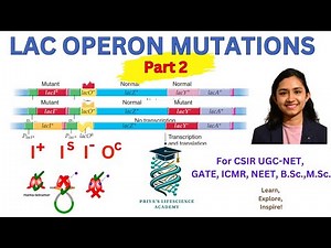 Lac operon mutations explained | Cis-trans dominant mutation | Part 2 |
