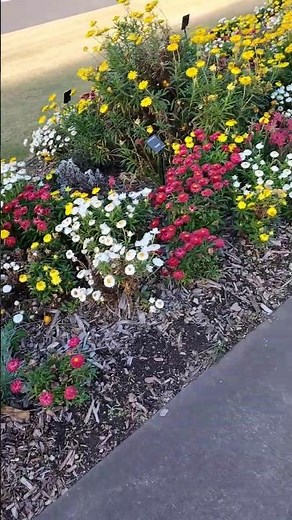 Peaceful View at The Australian Botanic Garden Mount Annan 🌿 | Beautiful Sydney #shorts #travel