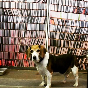 8 Indie Video Stores for Nostalgic Movie Lovers