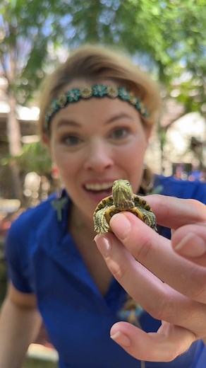 Red-Eared Sliders: Texas's Beloved Aquatic Turtles