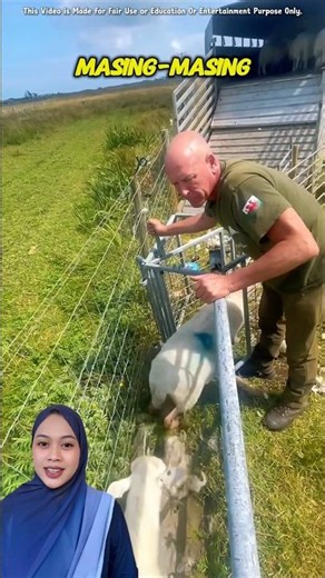 Maya Just Found Out Why These Sheep Are Being Separated! 🐑🥹