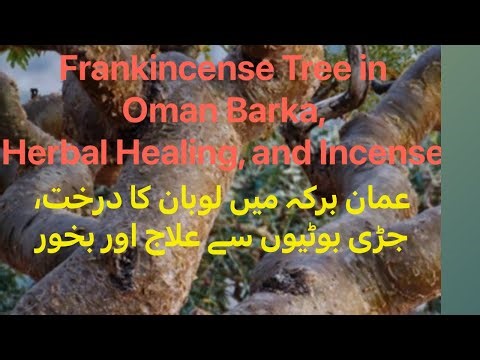 Frankincense Tree in Oman Barka, Herbal Healing, and Incense