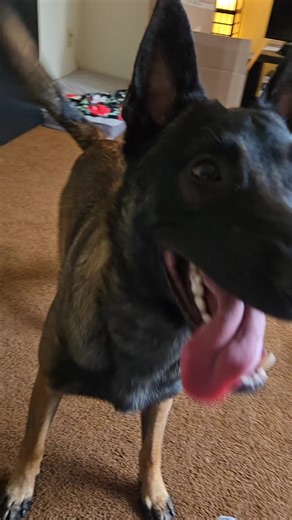 Teaching Dogs to Earn Their Toys: Fun Activities