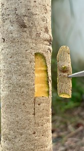 158K views · 569 reactions | Budding techniques for plant trees. #grafting #budding #plants #trees #reelsviralシ #garden | Cha Garden | Facebook
