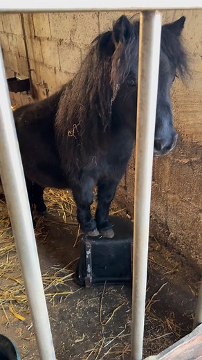 🍽️🐴 Per lei la pappa non è mai abbastanza! 😂 Ogni giorno la stessa storia… pappa, pappa, pappa! 😅 Appena finisce il pasto, eccola lì a chiedere il bis (e magari anche il tris!) 🙈💗 È proprio una piccola peste, ma come si fa a resisterle con quella faccina adorabile? 😍 Tra proteste, nitriti e sguardi supplichevoli, la nostra piccola star della fattoria riesce sempre ad ottenere quello che vuole! 🐽✨ Ma domani… dieta! (Forse 😜) La vita in fattoria non è mai noiosa: tra risate, coccole e tan