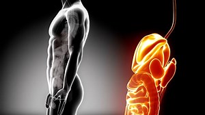 Human Body, Internal Organs, Human Being. Free Stock Video