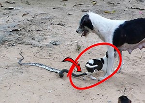 28M views · 55K reactions | OMG GiGi try to help cute baby Monkey from this until safefull and GiGi strongly do for her baby soon | Monkey Family | Facebook