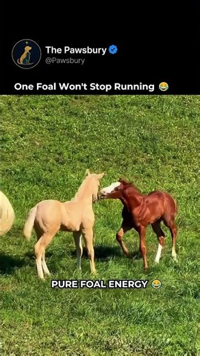 One Foal Won't Stop 😂 #horse #foal #shorts
