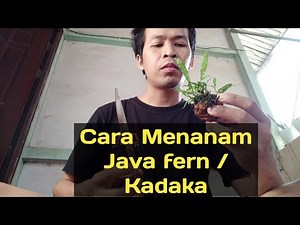 Cara menanam Kadaka / Java fern | How to grow Java fern in Aquarium