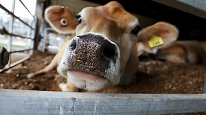 How one New Hampshire farm is measuring cow burps