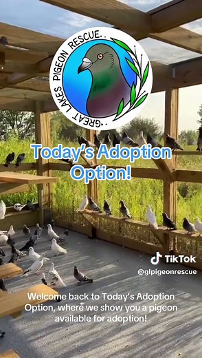 Start the parade! It’s time for Mardi Gras… Mardi Gras the pigeon, that is! Mardi is a brave survivor of pigeon racing who was named after the beautiful iridescent green and purple feathers on her head and neck. Mardi Gras pidge is celebrating being rescued and learning about the wonders of being a house pigeon! Mardi lost sight in her right eye before being rescued, but she still explores her foster home with confidence. She loves to perch on the highest part of her enclosure and sing the most 