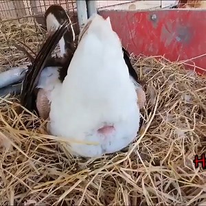 2.2M views · 6.7K reactions | It's great to see the eggs come out | Funny Videos | Facebook