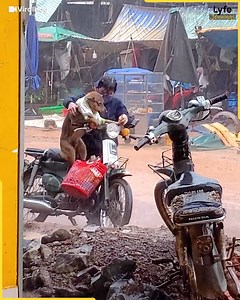 97M views · 1.4M reactions | These pets are ready to guard the house! They will do anything for their humans!! 朗❤ | Lyfe Jennings | Facebook