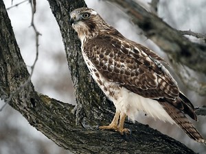 13 Types of Hawks in California (Get A Closer Look)