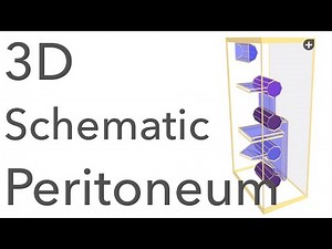 Peritoneum - 3D Schematic Anatomy & Relations • Video • MEDtube.net