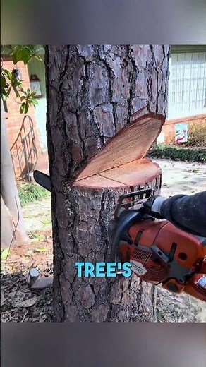 How to Control Tree Falls Safely