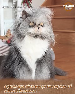 7.1K reactions · 183 shares | Bộ đêm qua mình đi gặp em ghệ nào về khuya lắm hả meo | YAN Pets | Facebook