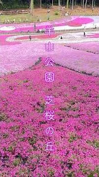 【2026年4月24日撮影】圧巻の色彩美！今秩父・羊山公園の芝桜が満開！ピンクの絨毯が美しすぎる #Shorts #秩父