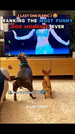 The Funniest dog moments ever