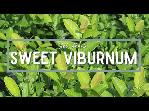 Sweet Viburnum | Catherine Arensberg