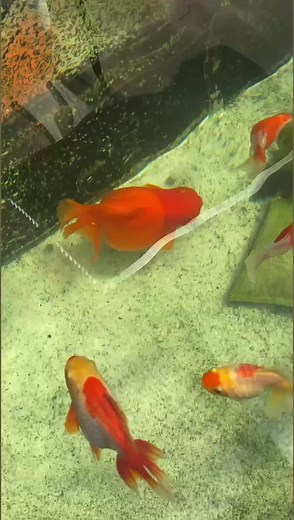 The case of Viola the sick goldfish, Pt. 1 This video is part of a series of videos documenting a reproductive problem my goldfish Viola had last year. Unfortunately Viola has since passed because of this condition and her autopsy was posted on my YouTube channel in which I identified the likely cause of her problems. I will post all the updates here to Facebook to show you guys how I attempted to save her. | Luke’s Goldies