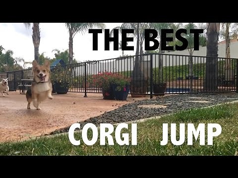 The BEST Corgi Jump EVER
