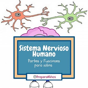 Sistema Nervioso Humano para Niños. El Cerebro partes y Funciones.