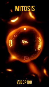 13K views · 406 reactions | MITOSIS Mitosis is the process of cell...