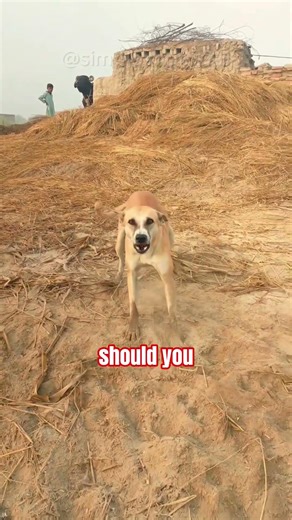 If a Dog Attacks Don't Run...🐕‍🦺🐕🦴#shorts #survivaltips