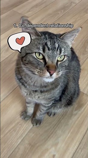 Here Are The 4 Types Of Cat Relationships