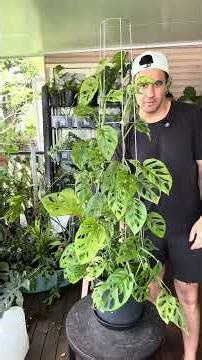 Monstera Adansonii #plants #propagation #plantcare #monstera #garden #houseplants #coffee #home