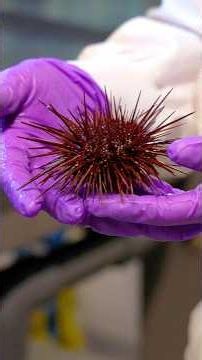 What Sea Urchins Can Teach Us About Healthy Aging