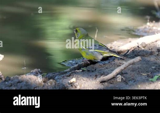 European greenfinch bird drinking water, Chloris chloris Stock Video Footage - Alamy
