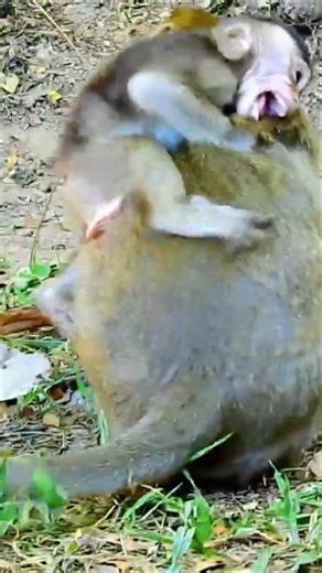 Internet Reacts to Tearful Baby Monkey in Distress After Mother's Rough Behavior Captured in Touching, Controversial Clip 💖🌿 #baby #NewsUpdate #monkey #Very #reels #Leo #newborn #cute #milkyway #crying | Monkey Soo