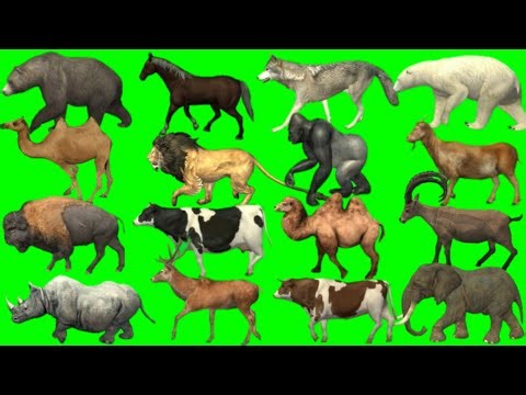 Animals stampede with elephant cow giraffe 3D animals #cartoon​ #animals​ #animation​ #stampede​