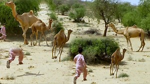 116K views · 12K reactions | Camel Amazing Dancing Jumping Running Racing Camel Baby #camelvideo #camelofthar #shortvideo #camelenjoying #camelbycamel | CAMEL of Thar | Facebook