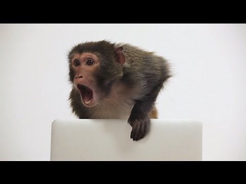 Monkey vs. Macbook | Kano Computing