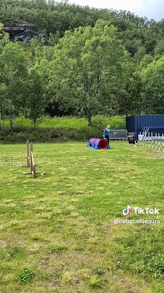 BabyCollie on TikTok