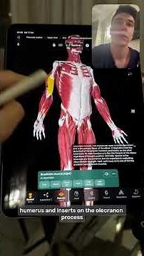 🤖🧠 AI tutor in the Easy Anatomy app highlights muscle groups and anatomical structures in real time