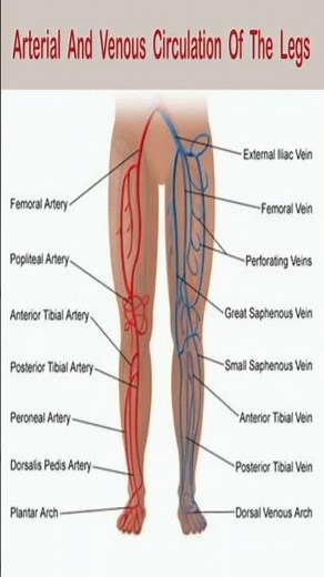 Arterial and Venous Circulation of the Legs | Human Anatomy