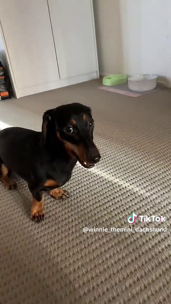 Cute Dachshund Puppy Gone Mad 😂
