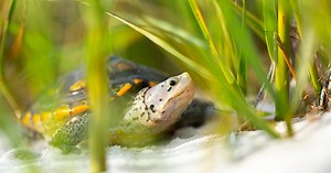 FWC seeking ways to protect diamondback terrapin – the only turtle species that lives in brackish waters