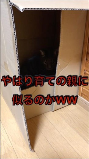 猫の日常10 陰キャのように引きこもってしまうネコ #猫 #愛猫 #動物 #ねこのいる生活
