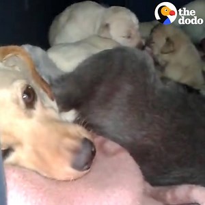 53M views · 1.6M reactions | This mama dog was keeping her puppies warm inside a doghouse when someone else decided to join her  | The Dodo | Facebook