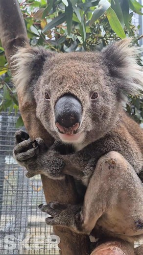 90K views · 7.4K reactions | Shrek has truly perfected the art of the...